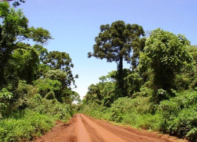 Bosques de Argentina, Argentina